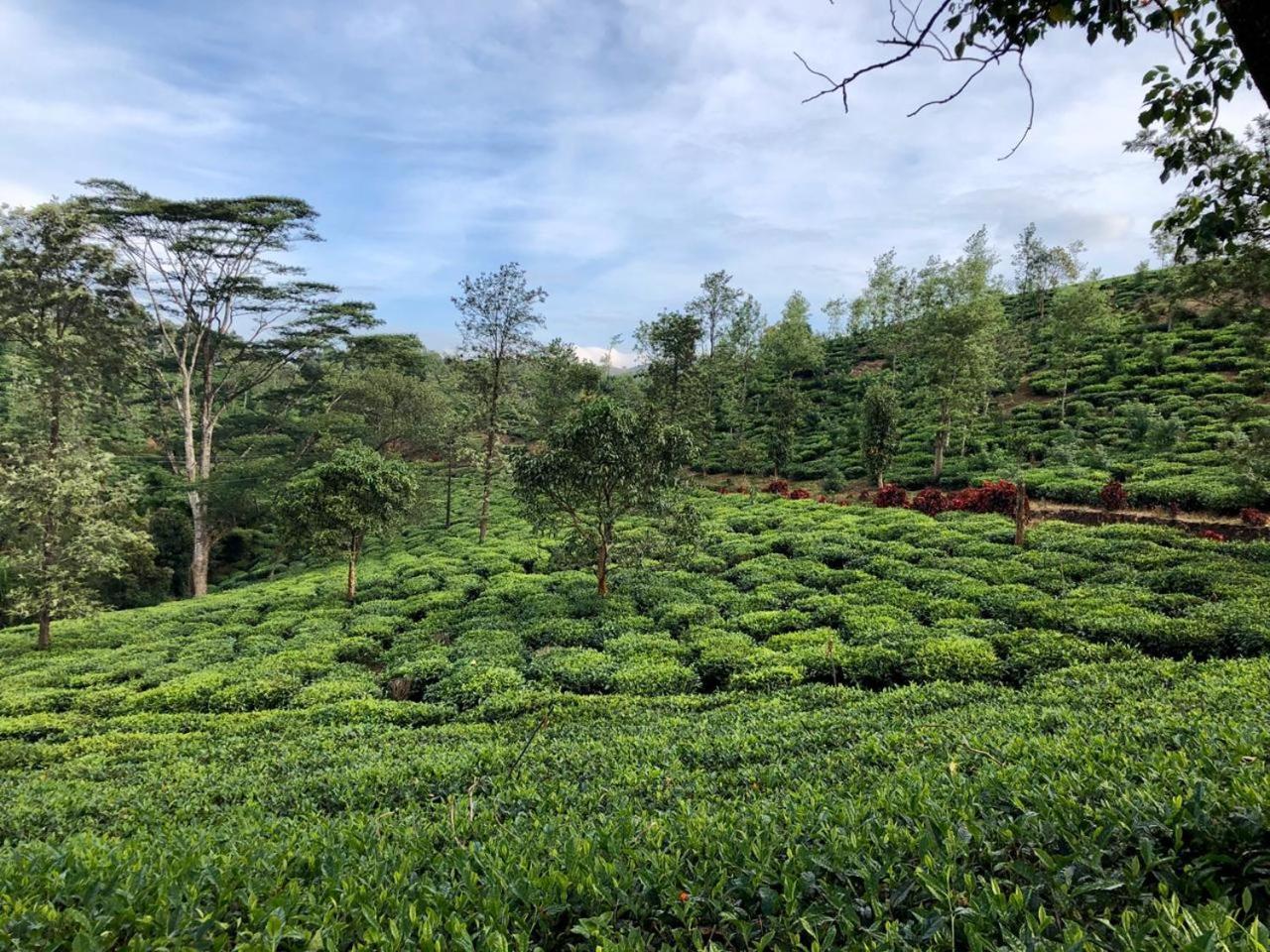 Hotel Parisons Plantation Experiences By Abad à Mananthavady Extérieur photo